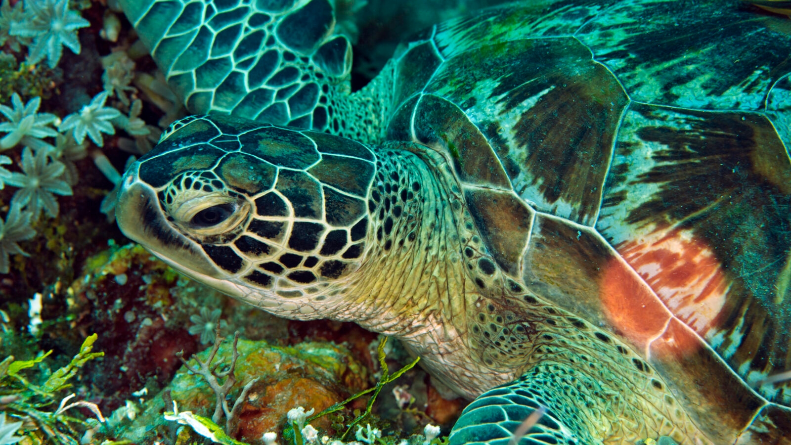 tufi-turtle-papua-new-guinea