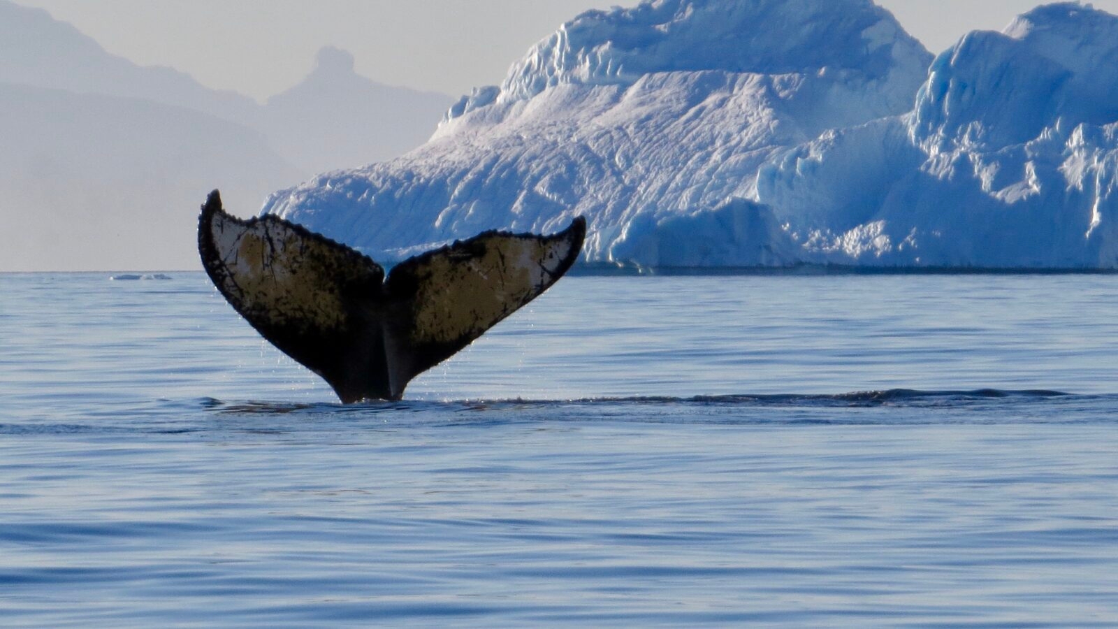 whale-antarctica