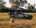 Game viewing on safari at Mombo