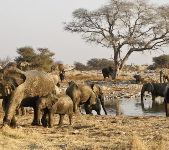 A herd of elephants, including calves, stands near a watering hole in a dry landscape during Namibia family tours.