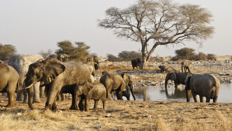 A herd of elephants, including calves, stands near a watering hole in a dry landscape during Namibia family tours.