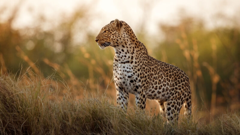 safari and wildlife trips - African leopard female pose in beautiful evening light. Amazing leopard in the nature habitat.
