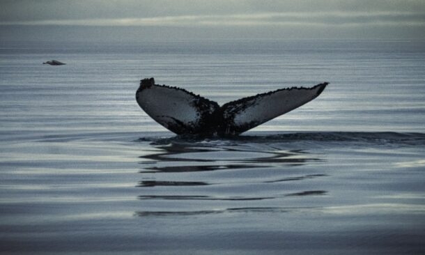 The best time to visit for whale watching