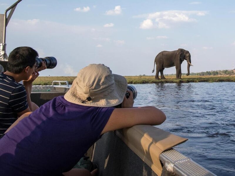 Luxury Botswana Tours - People taking photographs from a boat of a wild elephant