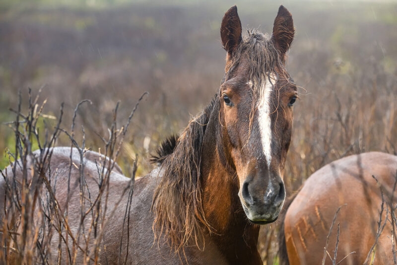 A close-up of a brown horse in a rugged field, a highlight of luxury Chile trips.