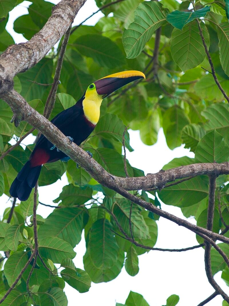 Luxury Costa Rica tours - a wild toucan bird on a thin branch in a tropical tree