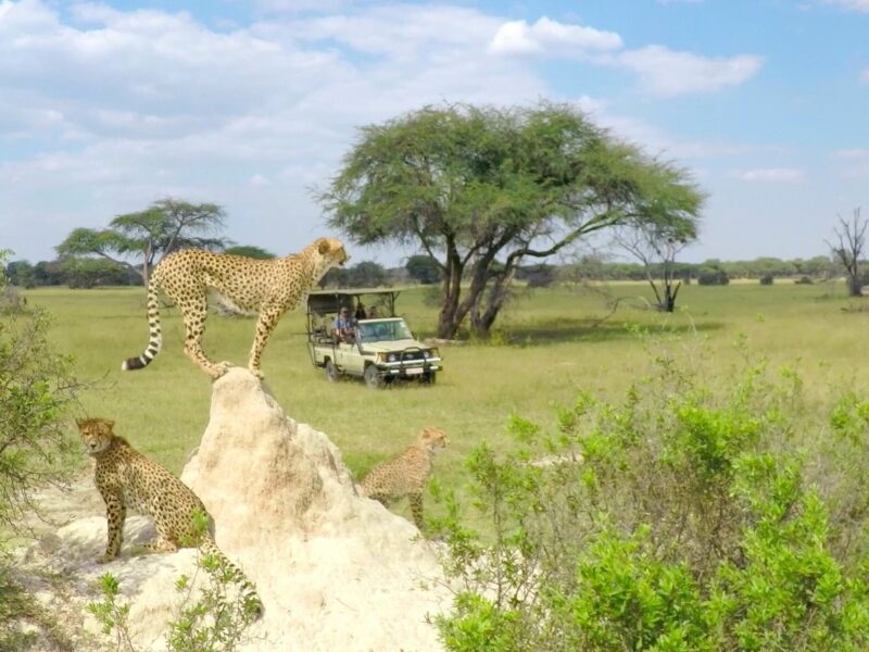 Three cheetahs on or near a white mound in the grass, watching a distant safari jeep in the savanna.