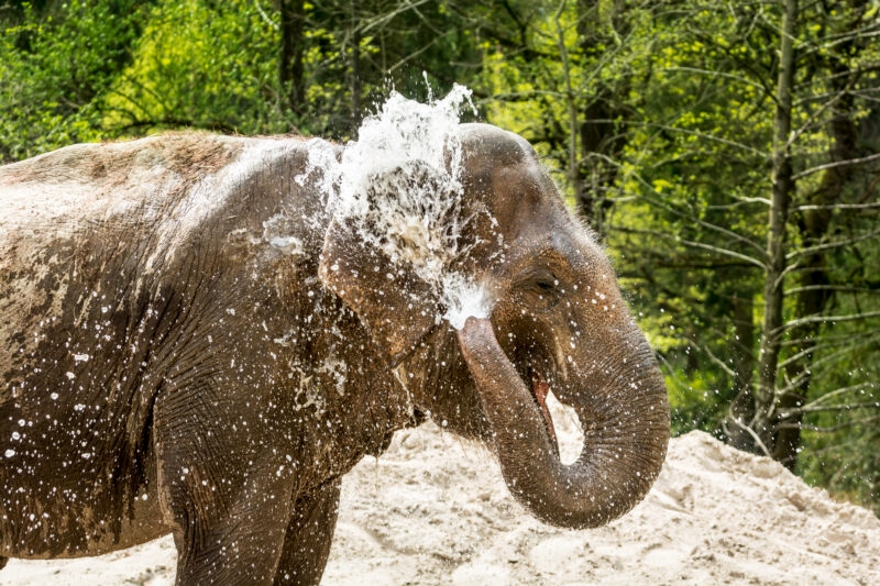 Luxury Thailand Tours - Elephant bathing