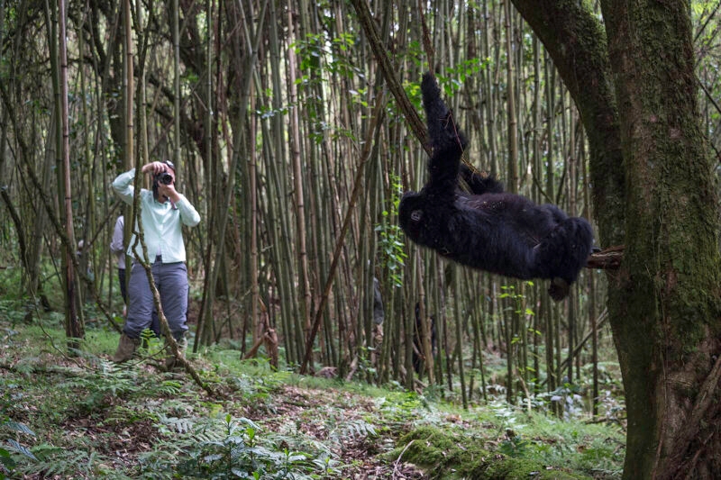 Tourist taking a photograph of a gorilla hanging from a branch in a dense bamboo forest. Enjoy a luxury Rwanda Gorilla Trekking trip.