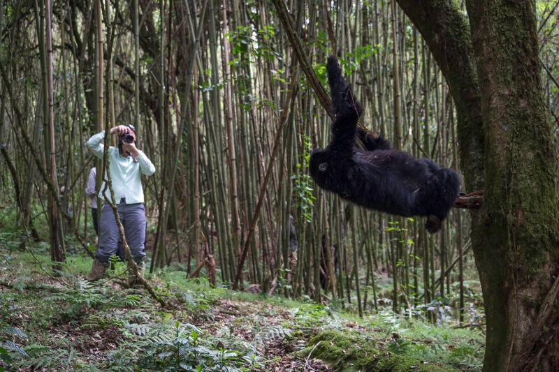 Tourist taking a photograph of a gorilla hanging from a branch in a dense bamboo forest. Enjoy a luxury Rwanda Gorilla Trekking trip.