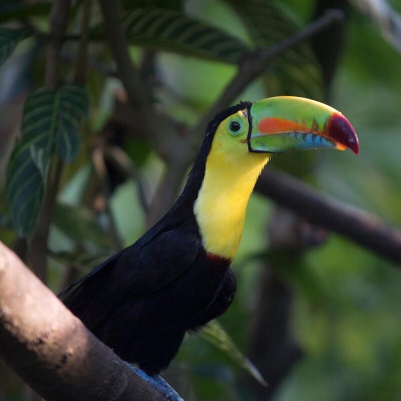 A close-up of a Keel-billed Toucan perched on a branch, showing its bright yellow throat and large, multi-colored beak, found on Luxury Colombia Tours.