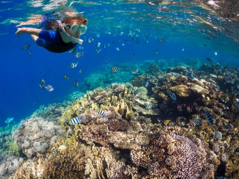 A person wearing a snorkel mask floats above a large, vibrant coral reef teeming with striped tropical fish in the Caribbean Sea on a Luxury Colombia vacations.