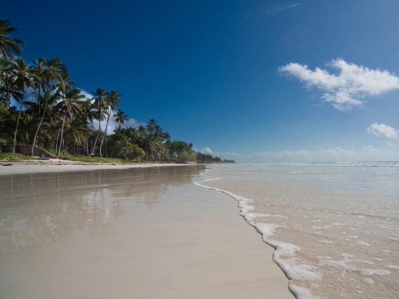Luxury Kenya Safari Tours - A wide, white sand beach meets the ocean with palm trees lining the shore under a bright blue sky.