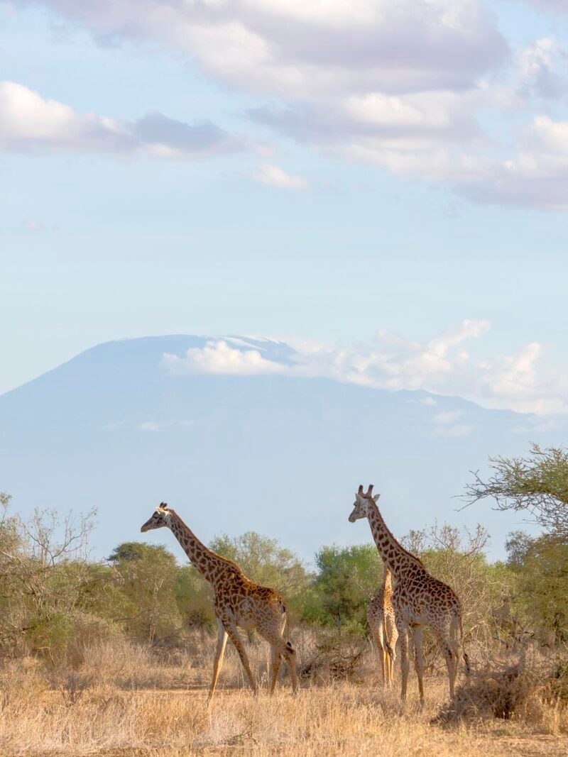 Luxury Kenya Safari Tours - Two giraffes standing in a grassy savanna with a large, distant mountain peak under a cloudy sky.