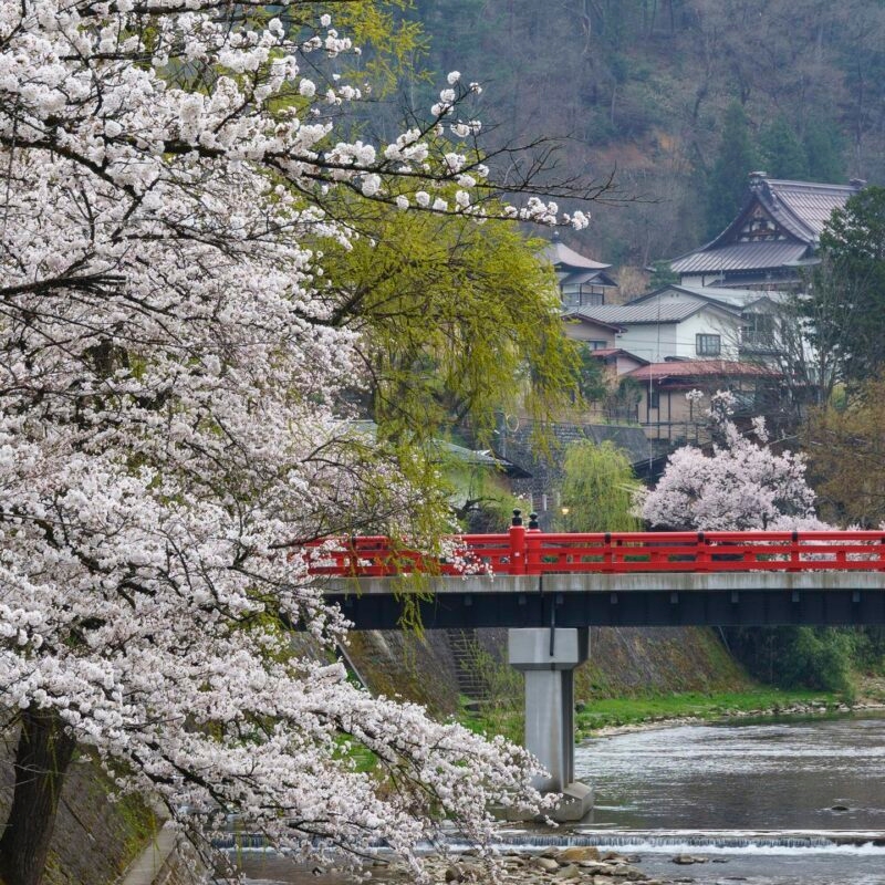 Private Japan Luxury Tours - Cherry blosssoms in full bloom in Takayama, Japan.