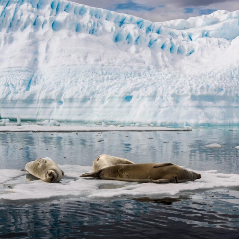 Three seals are resting on a small ice floe in the water in front of a massive blue and white iceberg.
