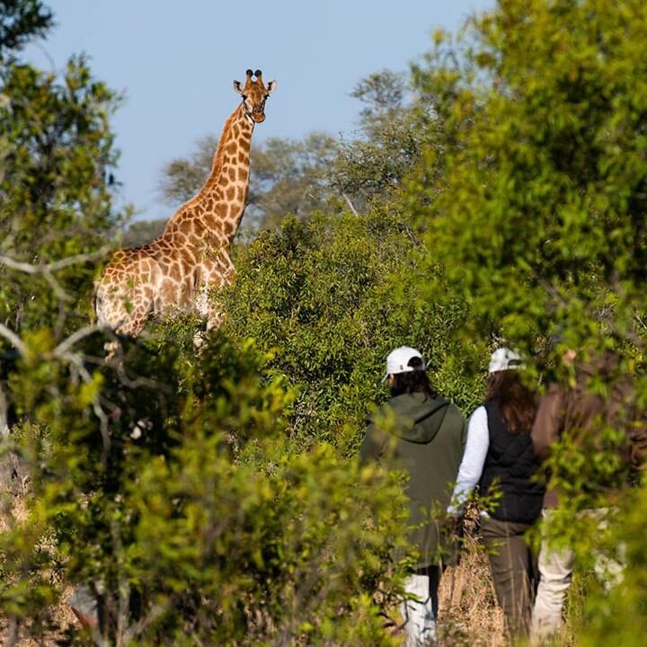 Luxury South African Safaris and Tours - A giraffe looks toward a group of people walking through dense green brush during a safari.