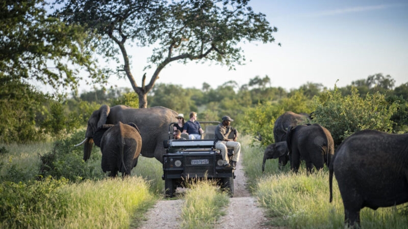 Luxury South African Tours - A group of people in a safari vehicle surrounded by elephants in a grassy savanna field.