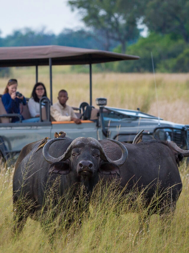 A Cape buffalo looks at the camera with a safari vehicle and passengers in the blurred background.