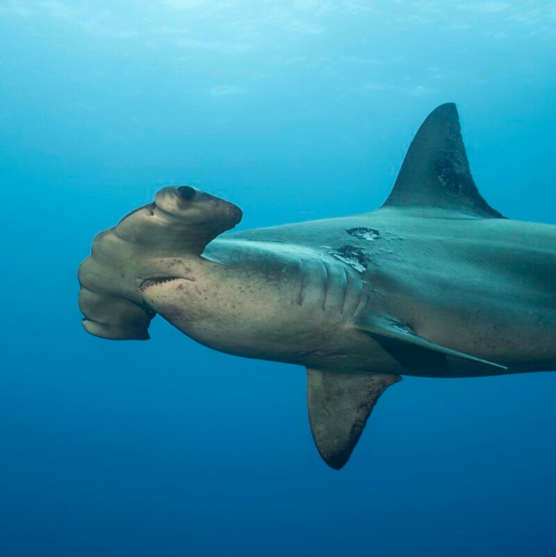 A Scalloped Hammerhead Shark swimming just below the surface in clear, bright blue water. luxury Galapagos tours and cruises.