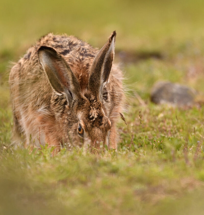 A wild hare grazing in short grass taken on a luxury Patagonia vacation