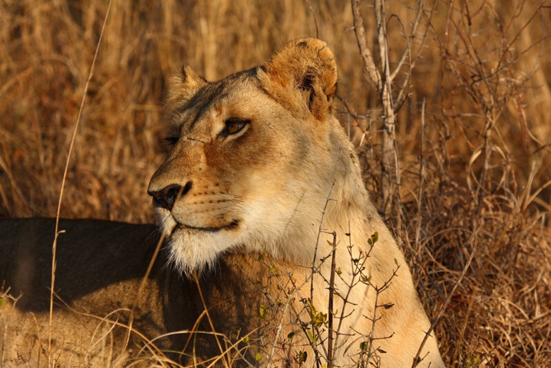 rofile view of a lioness sitting in tall dry grass under warm sunlight.