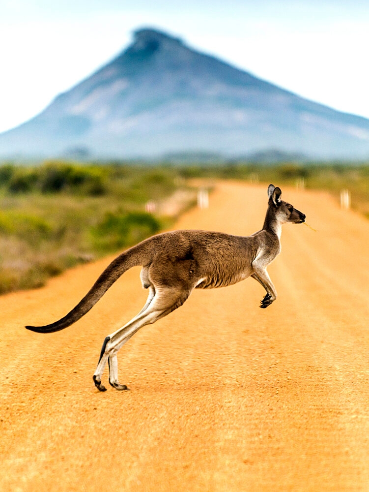 A kangaroo jumping across a dry, red dirt road with scrubland and a large blurred mountain in the background, an encounter on luxury Australia tours.