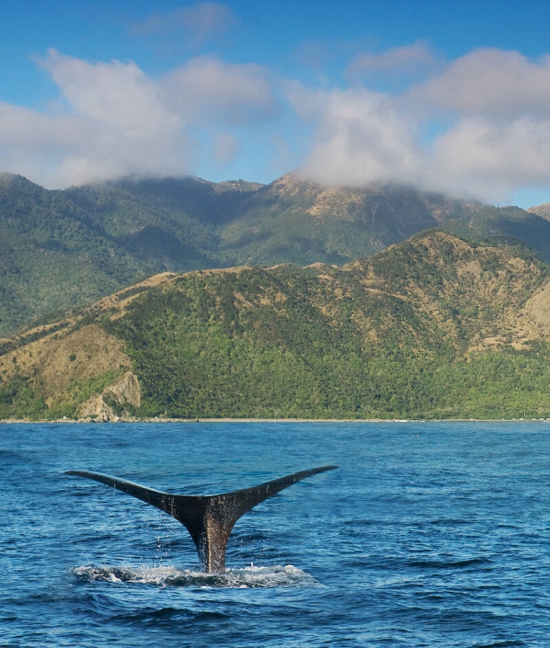 A whale tail flukes above the water with green mountains in the background during luxury New Zealand trips.