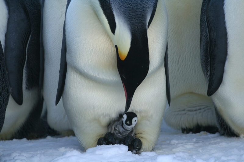 An emperor penguin tending its grey chick on snow, seen during Luxury Polar tours to the Antarctic.