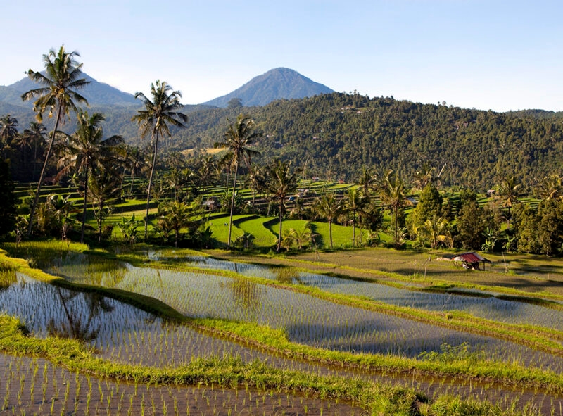 Curved, vibrant green rice terraces and palm trees with water reflections, backed by forested hills, perfect for luxury Indonesia trips.