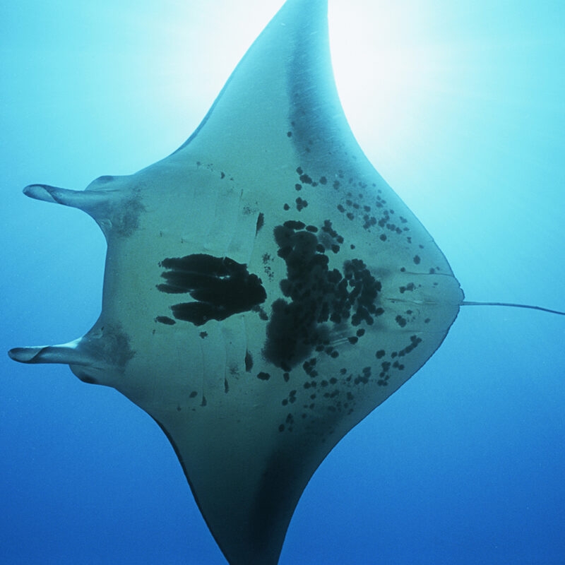 A large manta ray swims in bright blue water, viewed from below, with sunlight visible above it, as part of luxury Indonesia holidays.