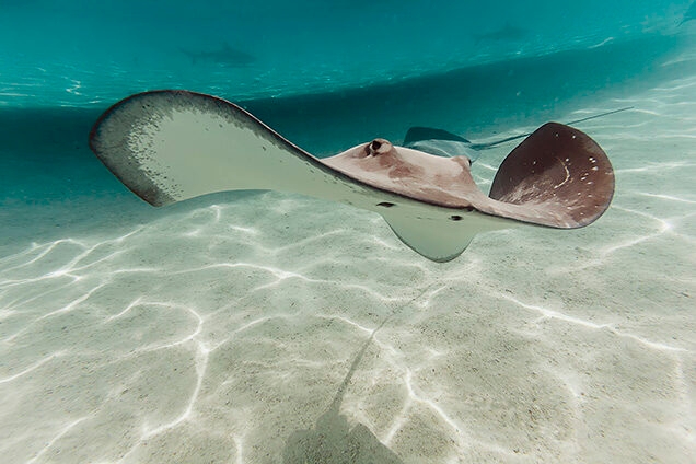 A stingray swimming over rippled sand in clear shallow water on luxury South Pacific tours.