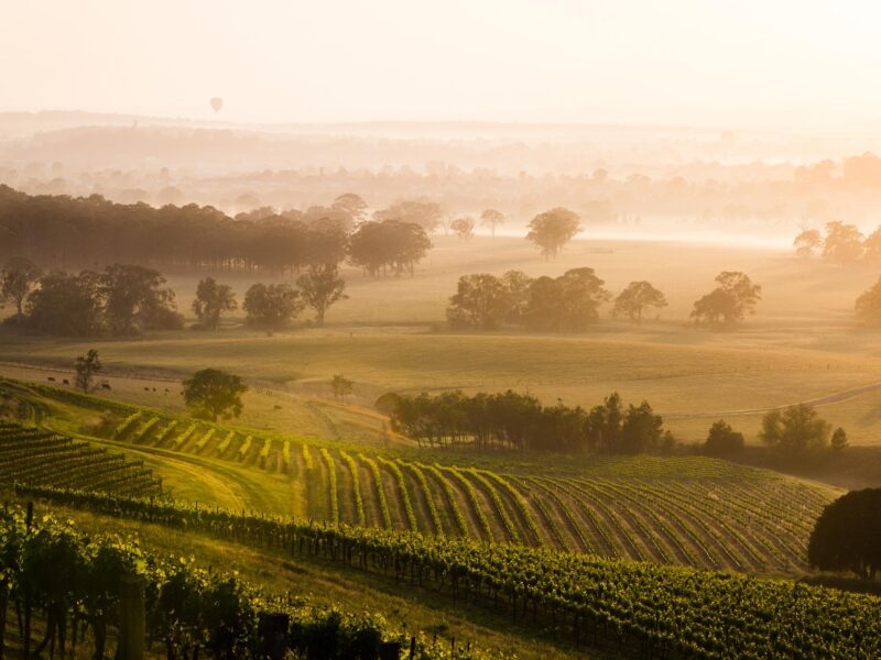 Misty morning over a vineyard with a distant hot air balloon for luxury Australasia tours.