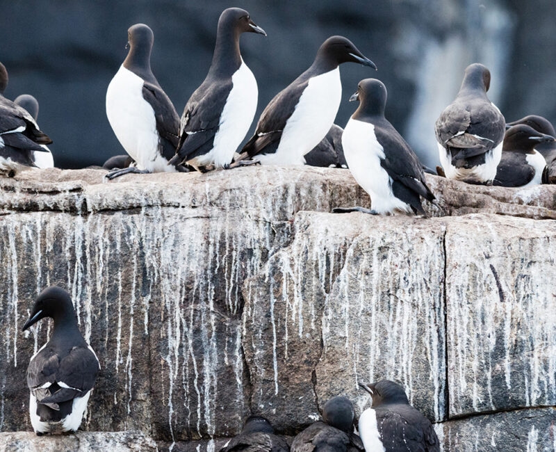 A group of black and white seabirds (Common Murres) perched closely together on a rugged cliff face, typical for luxury Norway vacations.
