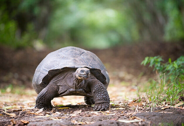 A giant tortoise walking on a trail, featured on luxury Galapagos family trips.