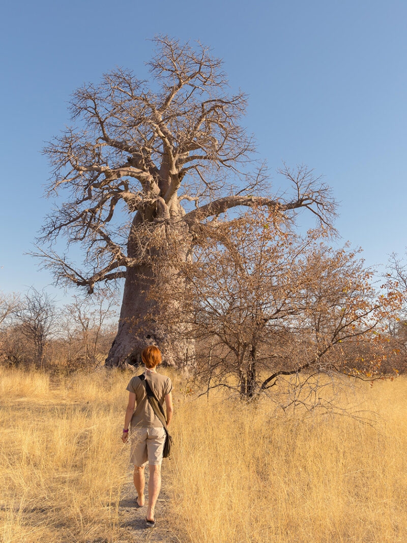 A person walks through a field of golden grass toward a large baobab tree with bare branches.