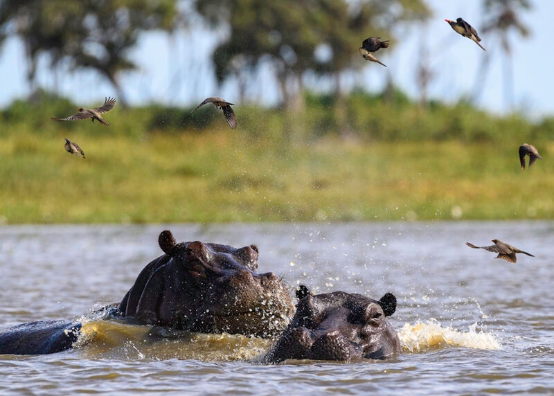 Two hippos in water surrounded by birds on luxury Okavango Delta Tours.