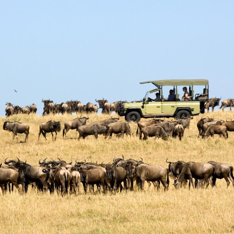 A large herd of wildebeest grazing near a safari vehicle during luxury Africa honeymoons.