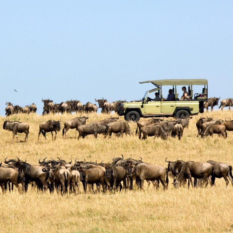 A large herd of wildebeest grazing near a safari vehicle during luxury Africa honeymoons.
