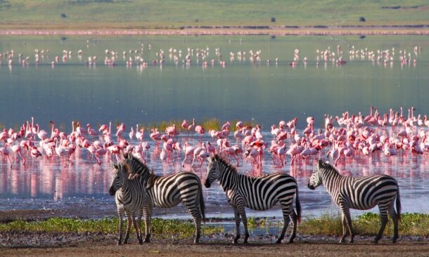 A group of zebras stands in the foreground near a lake crowded with hundreds of pink flamingos.