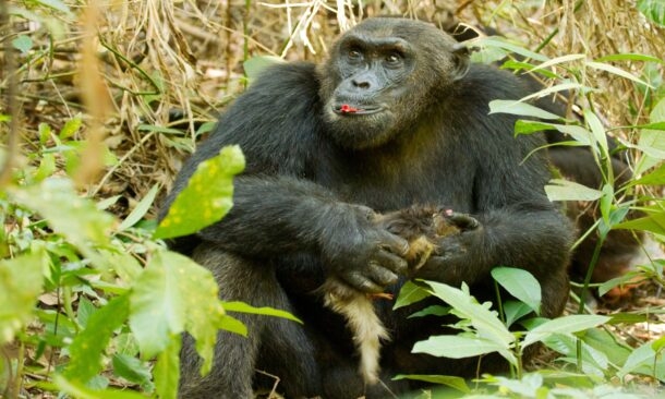 A chimpanzee sits on the forest floor surrounded by green leaves and branches.
