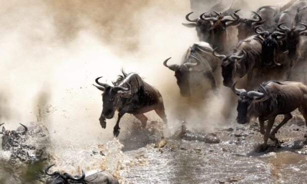 A herd of wildebeest charges through a river, kicking up dust and water, showcasing their power and urgency in a dramatic scene.