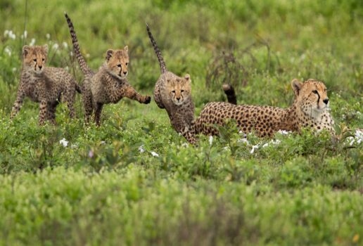 Zebra and wildebeest graze together beside a river, a cheetah eyes the herd in the Maasai Mara and a young cheetah family frolic in the greenery.