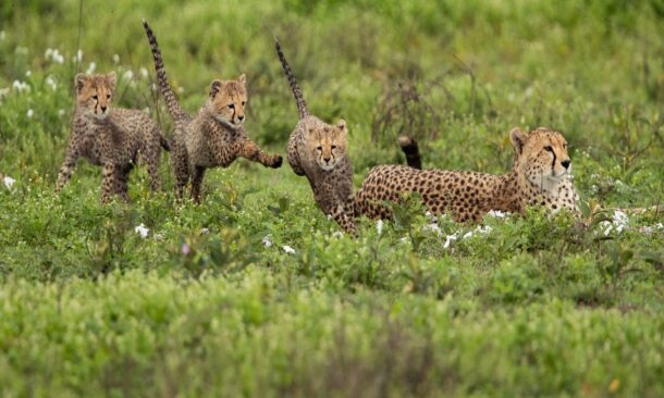 A mother cheetah rests in tall grass while her playful cubs frolic and explore nearby, surrounded by greenery and wildflowers.