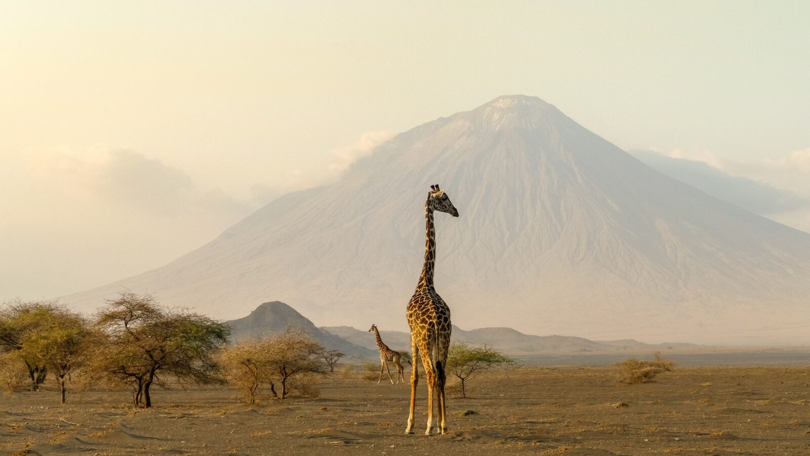 Giraffe in front of a mountain in Tanzania