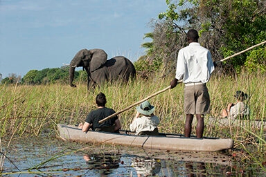 Tourists on luxury safari tours in a mokoro canoe observe a large African elephant in the marshy tall grass.