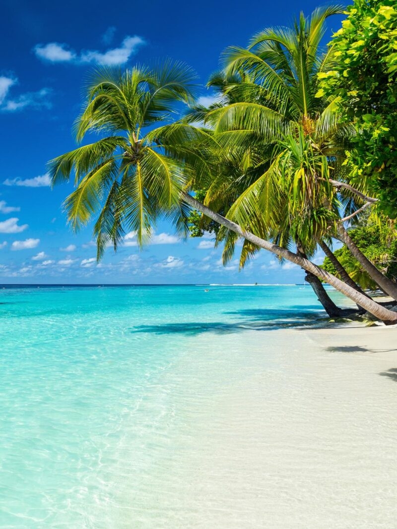 Tropical beach with white sand, palm trees, and turquoise water on luxury Indian Subcontinent tours.