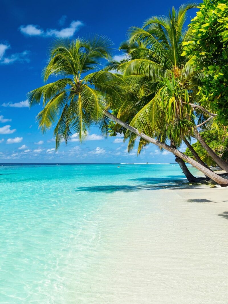 Tropical beach with white sand, palm trees, and turquoise water on luxury Indian Subcontinent tours.