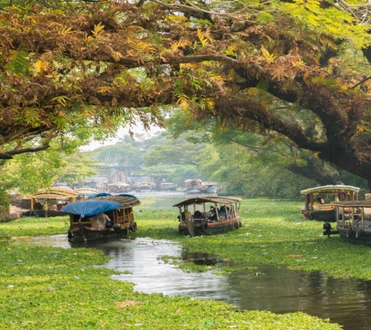 Covered wooden boats on a waterway filled with green plants on luxury Indian Subcontinent vacations.
