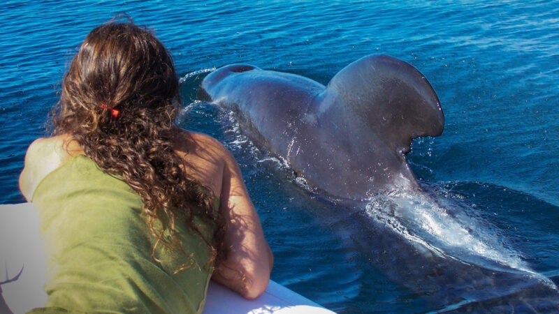 Watching a whale from a boat on luxury Latin America family trips.